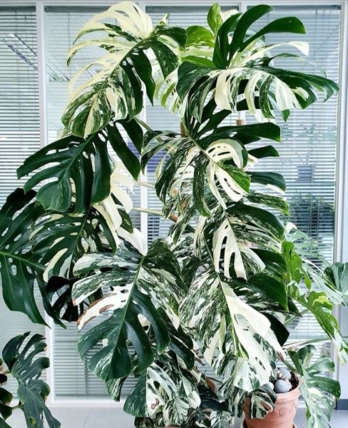 好养的大型绿植有哪些「好养的大型绿植有哪些 室内」_1